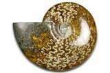 Polished Ammonite (Cleoniceras) Fossil - Madagascar #369617-1